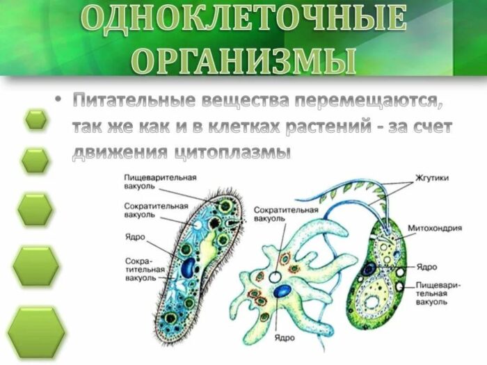 мероприятие по биологии 1
