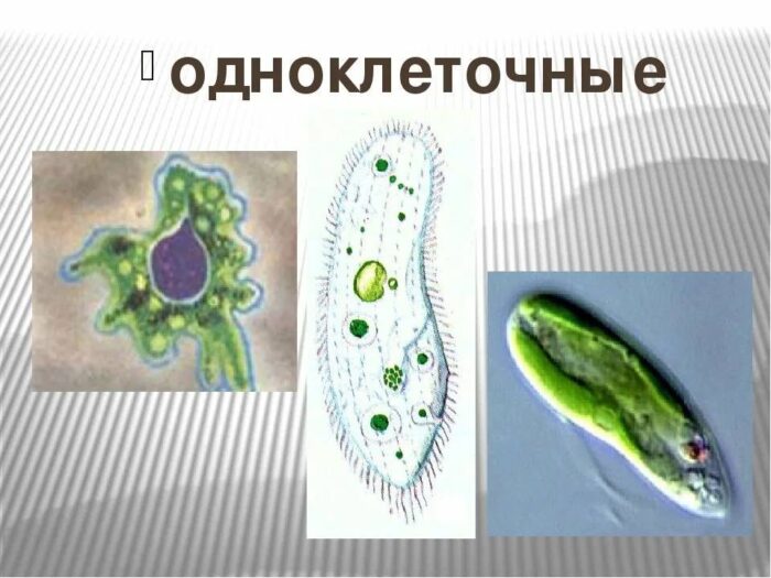 мероприятие по биологии 2