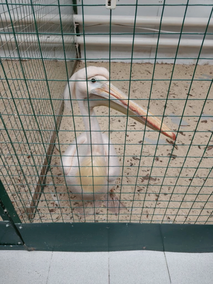 выпускной у 4 класса (8)